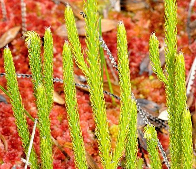 Lycopodium clavatum subsp. contiguum