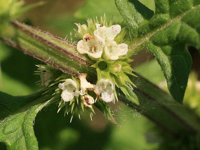 LYCOPUS EUROPAEUS L. - karbinec evropský / karbinec európsky