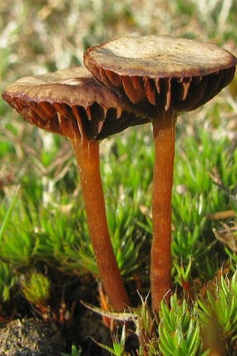 Psilocybe montana