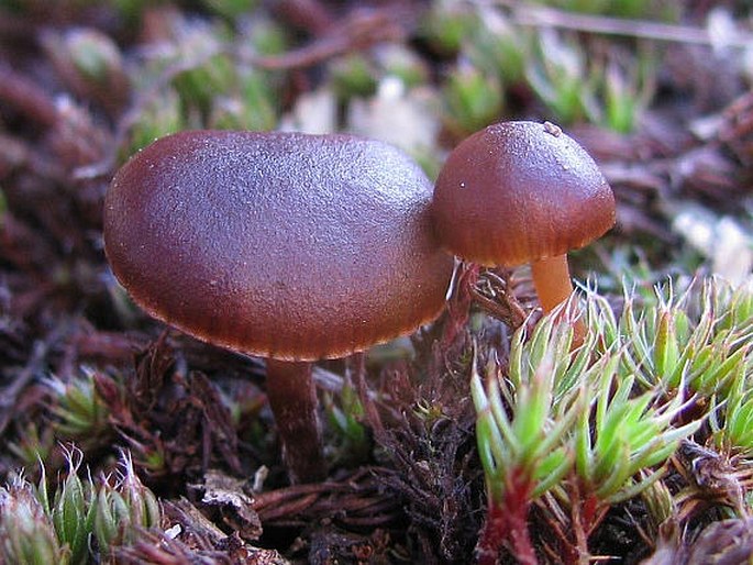 Psilocybe montana