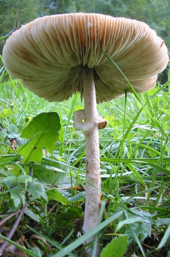 Macrolepiota konradii