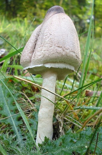 Macrolepiota konradii