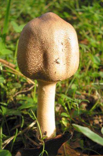 Macrolepiota konradii