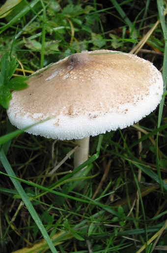 Macrolepiota konradii