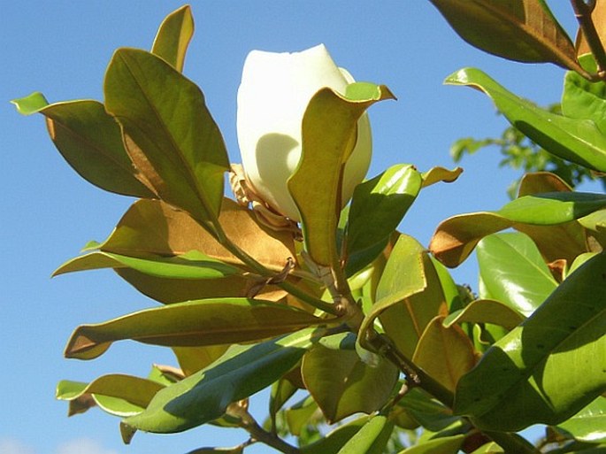 Magnolia grandiflora