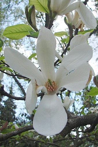 Magnolia kobus