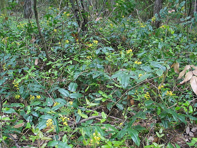 Mahonia aquifolium