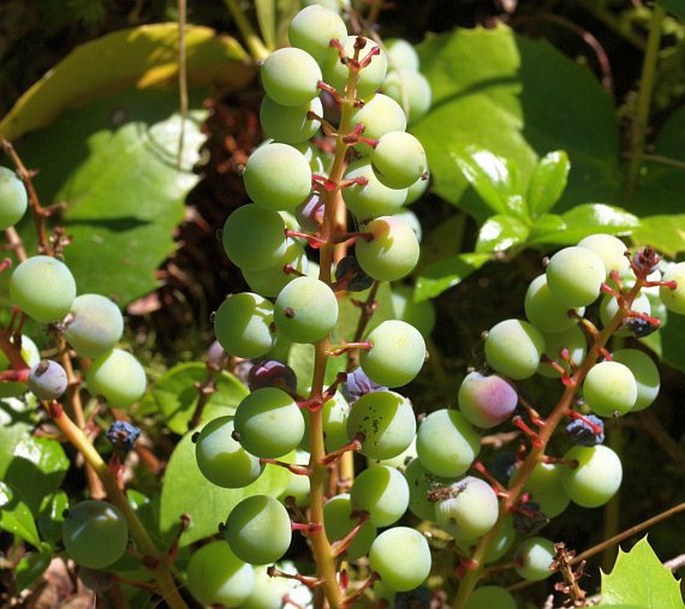 Mahonia nervosa