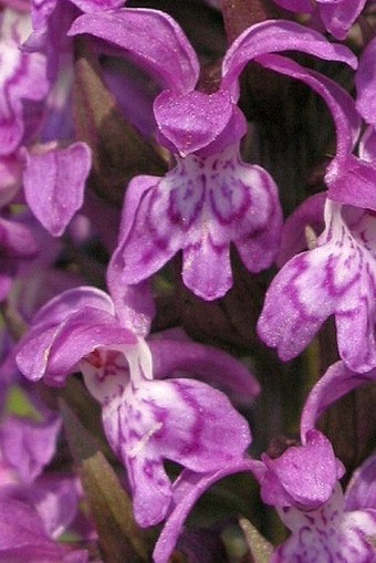 Dactylorhiza majalis