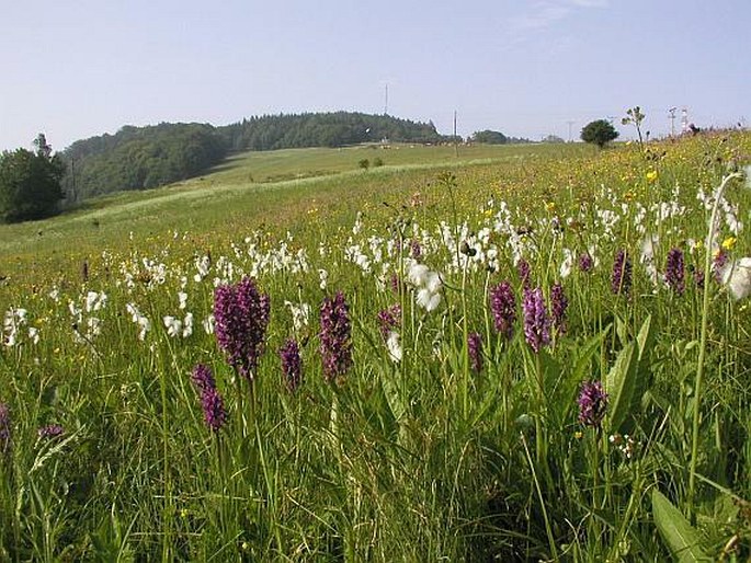 Dactylorhiza majalis