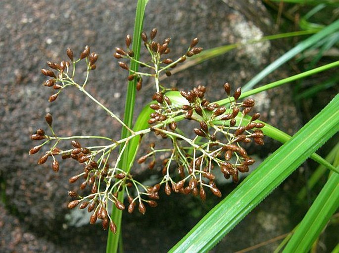 Mapania floribunda