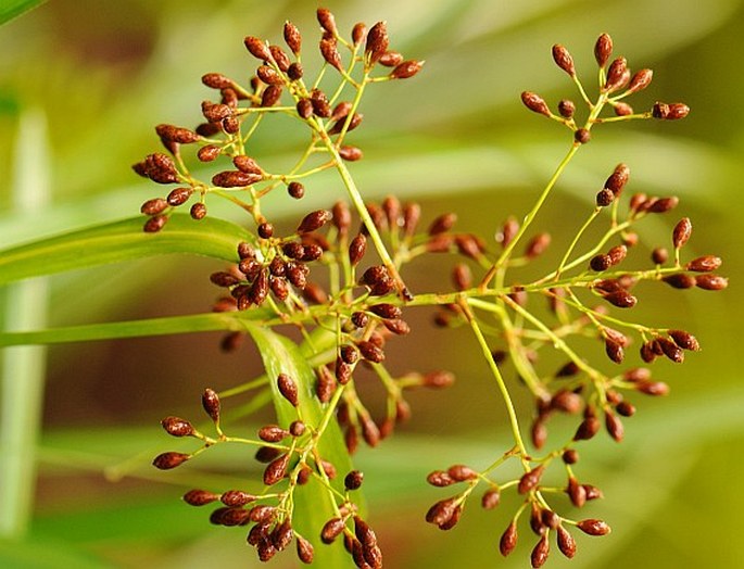 Mapania floribunda