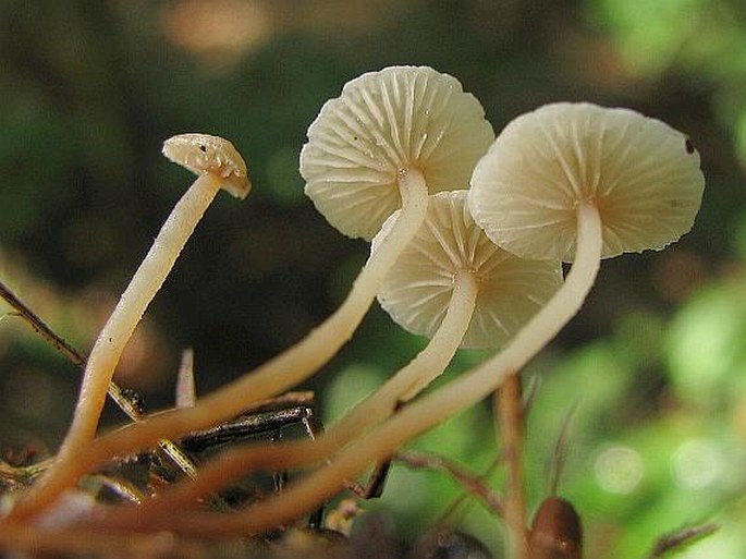 MARASMIELLUS RAMEALIS (Bull.) Singer - špička větevná / tancuľka konáriková