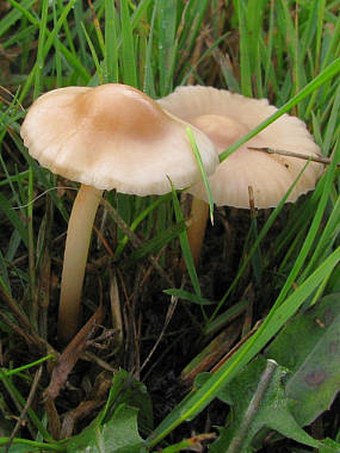 Marasmius oreades