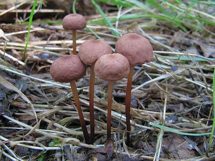 MARASMIUS SCORODONIUS (Fr.) Fr. - špička česneková / tanečnica orešcová