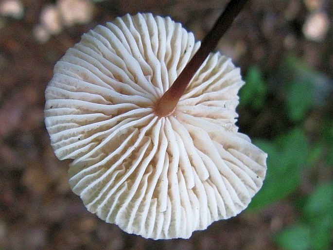 Marasmius scorodonius