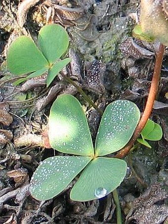 Marsilea quadrifolia