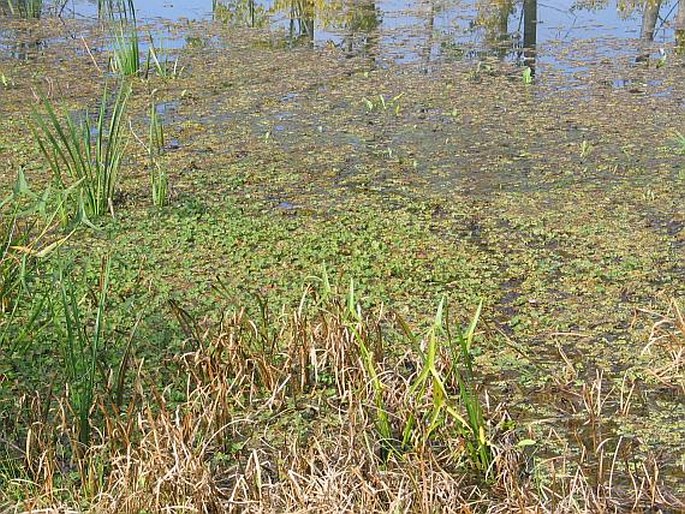 Marsilea quadrifolia