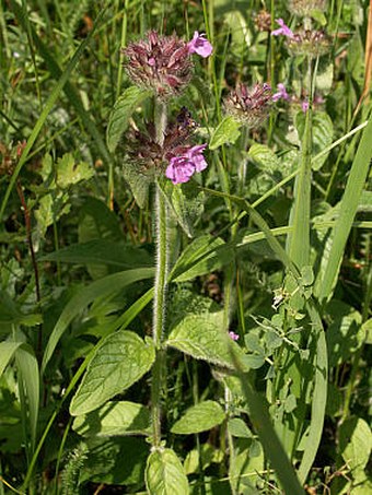 Clinopodium vulgare