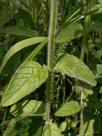 Clinopodium vulgare