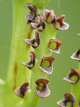 Botrychium matricariifolium