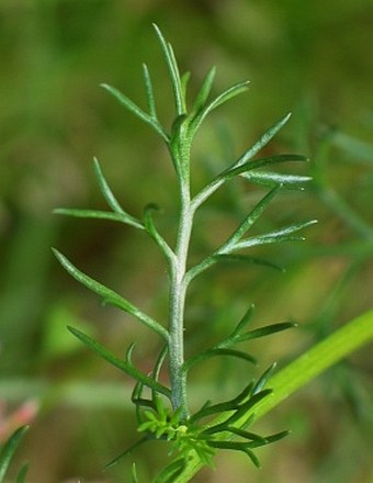 Matricaria chamomilla