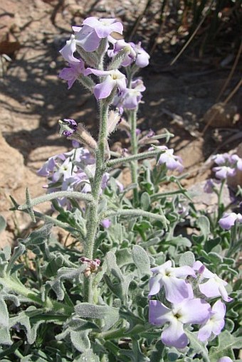 Matthiola tricuspidata