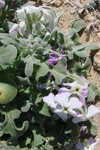 Matthiola tricuspidata