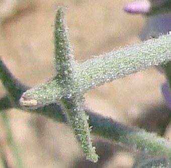 Matthiola tricuspidata