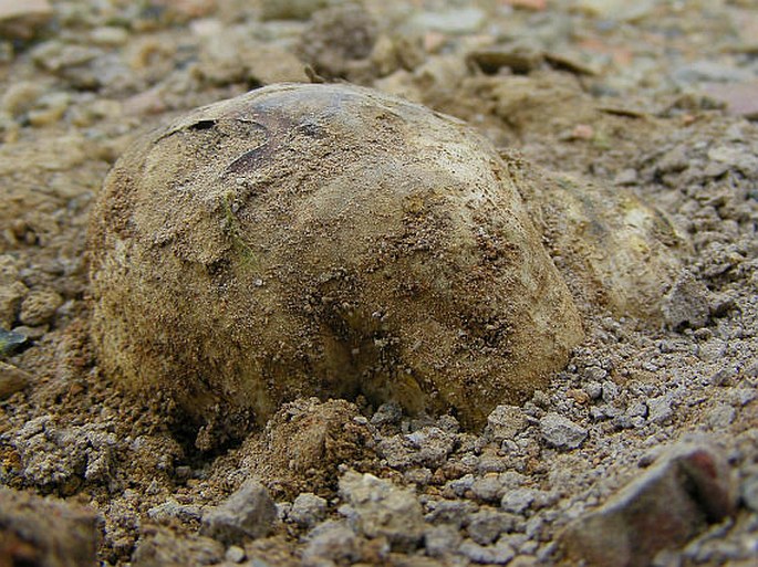 PISOLITHUS ARRHIZUS (Scop.) Rauschert - měcháč písečný / hráškovec obyčajný