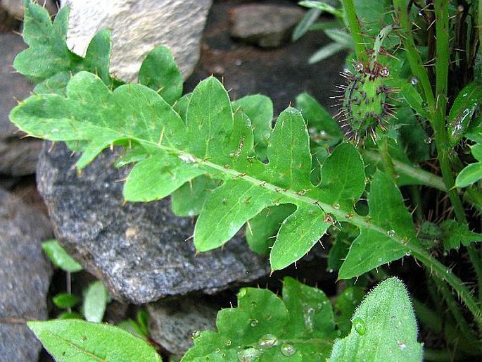 Meconopsis aculeata