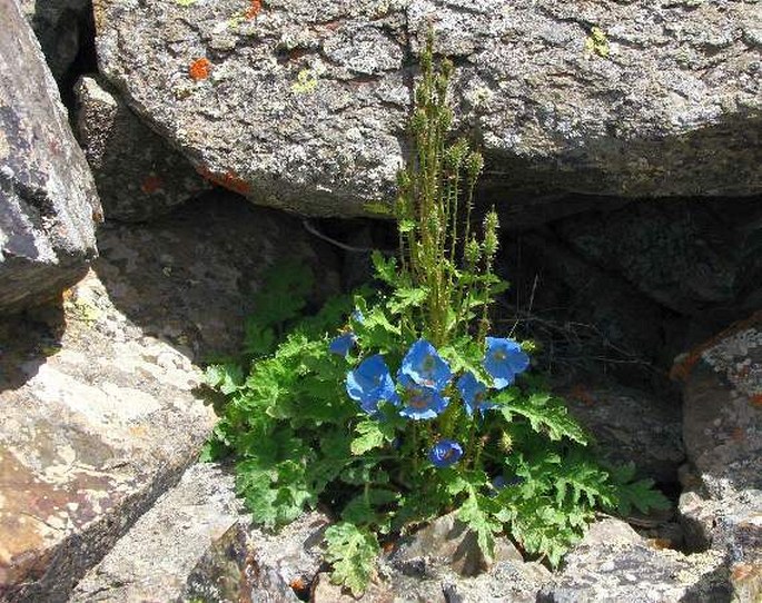 Meconopsis aculeata