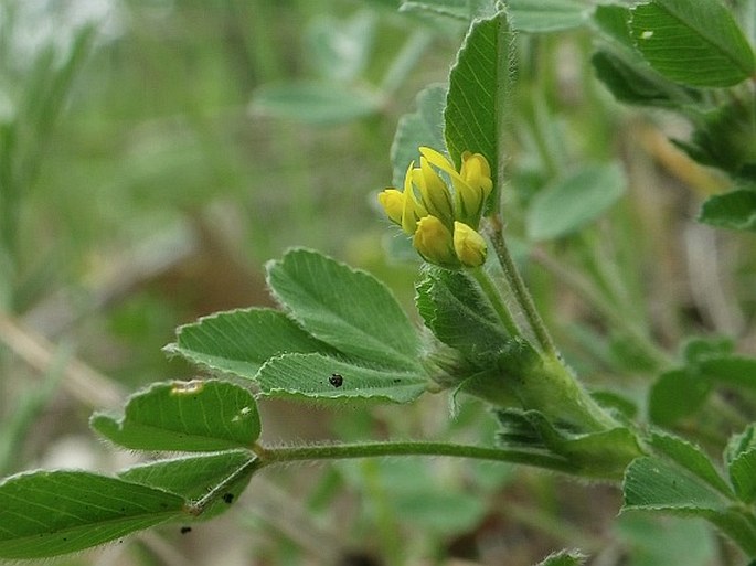 Medicago minima