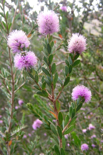 Melaleuca nesophila