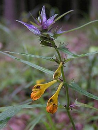 Melampyrum bohemicum