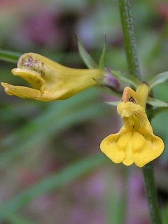 Melampyrum bohemicum