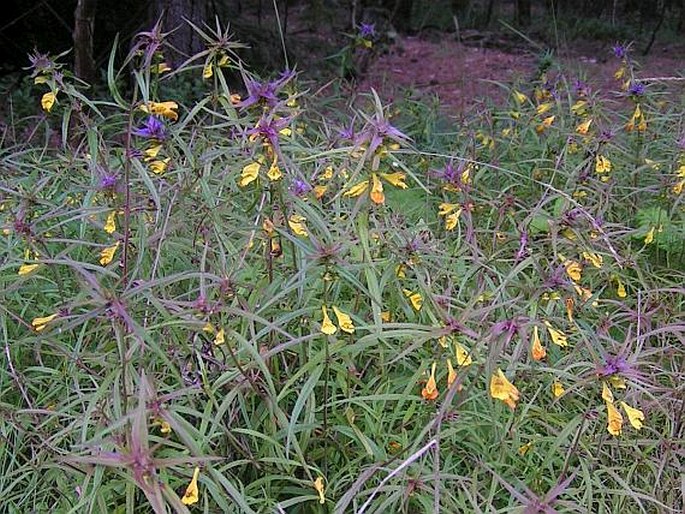 MELAMPYRUM BOHEMICUM A. Kern. – černýš český / čermeľ český