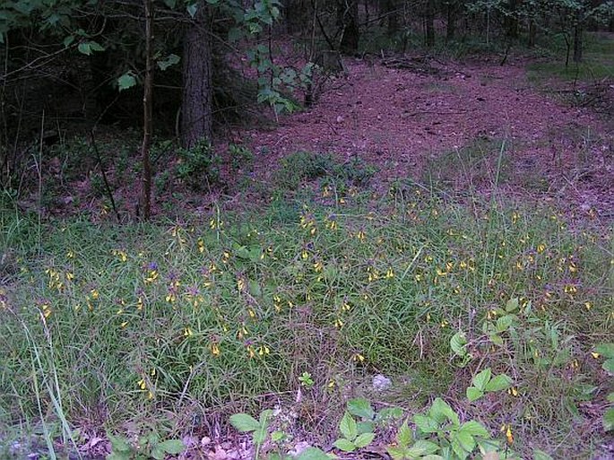 Melampyrum bohemicum