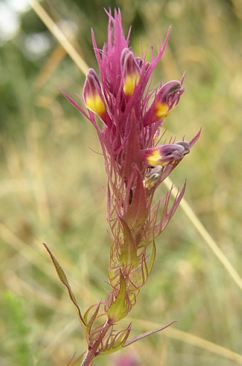 Melampyrum arvense