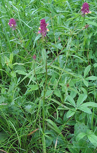 Melampyrum cristatum