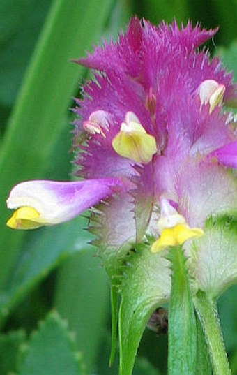 Melampyrum cristatum