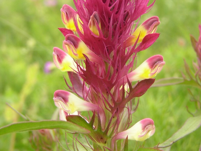 Melampyrum arvense