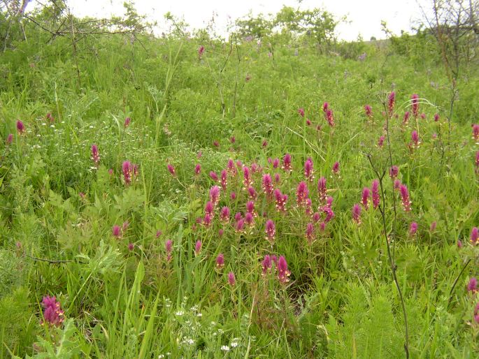 Melampyrum arvense