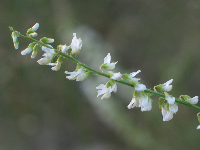 Melilotus albus