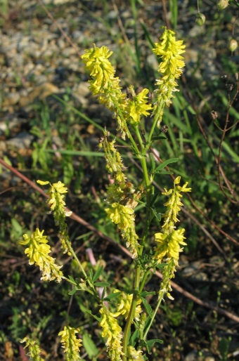 Melilotus officinalis