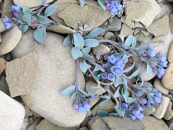 Mertensia maritima