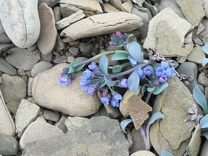 Mertensia maritima