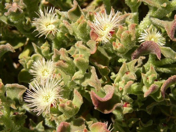 Mesembryanthemum crystallinum