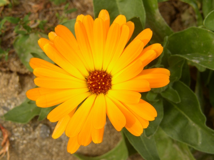 CALENDULA OFFICINALIS L. – měsíček lékařský / nechtík lekársky