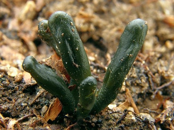 MICROGLOSSUM VIRIDE (Schrad.) Gillet - pazoubek zelený / drobnojazýček zelený